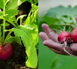 Como Cultivar Rabanetes em Casa de Forma Simples